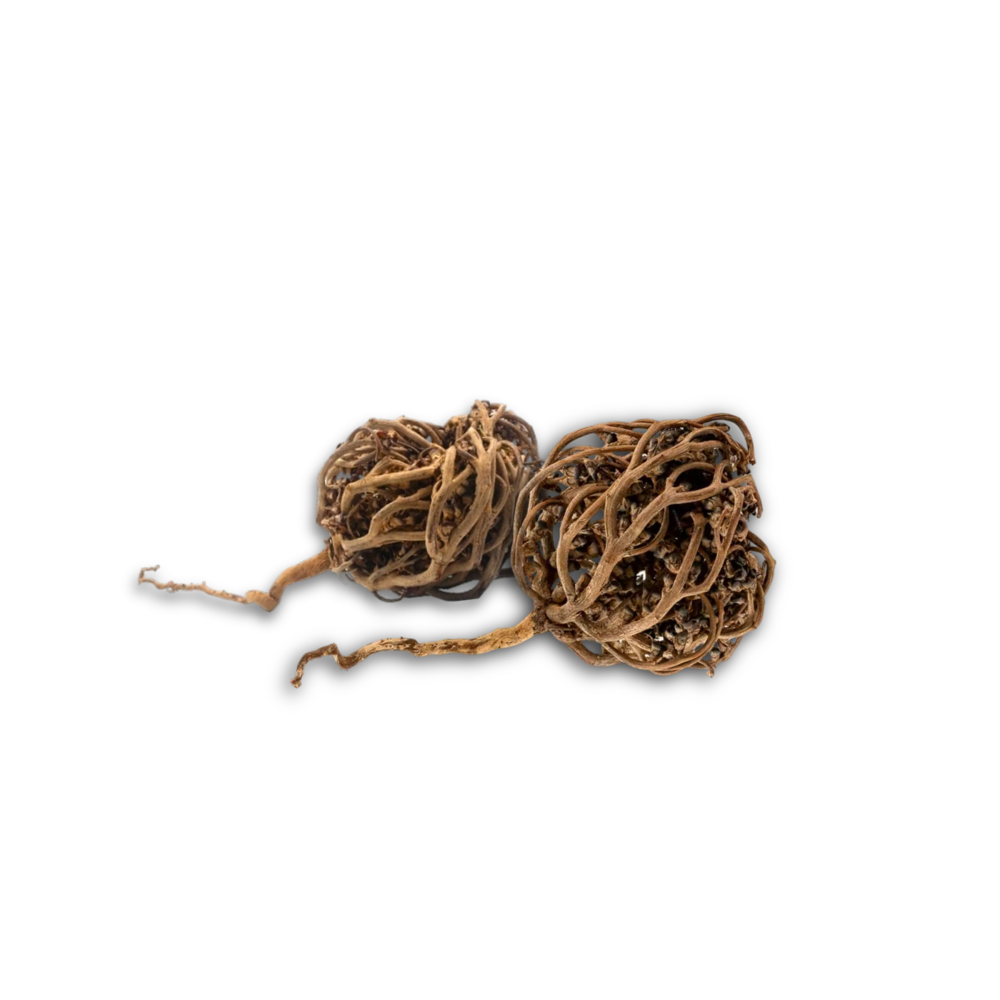 Rose de Jericho (chajarat Mariam) - 25g